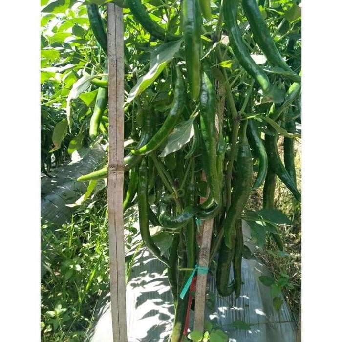 BENIH CABE COSMOS 29 Benih cabe besar hibrida F1