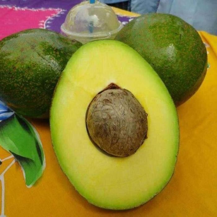 ASLI Bibit Alpukat Miki Asli cangkok READY STOCK