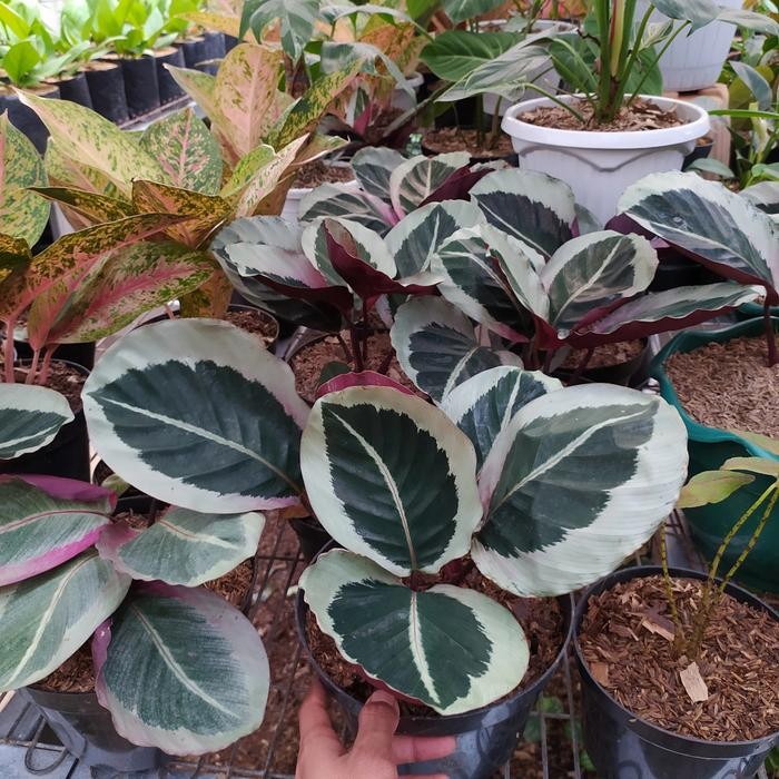 tanaman hias calathea Marion - calathea Cintya marion