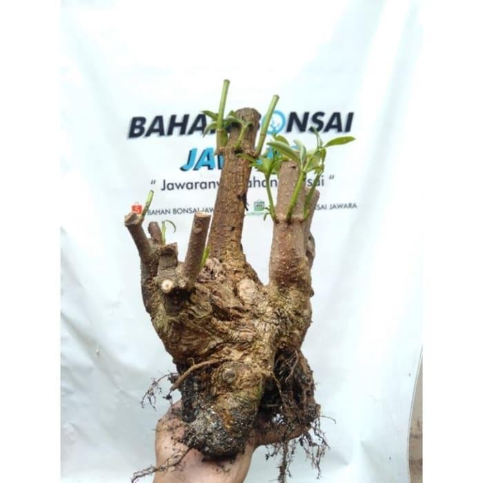 Bonsai Pule, Pohon Pule, Dongkelan Bogel kubgre 8755re