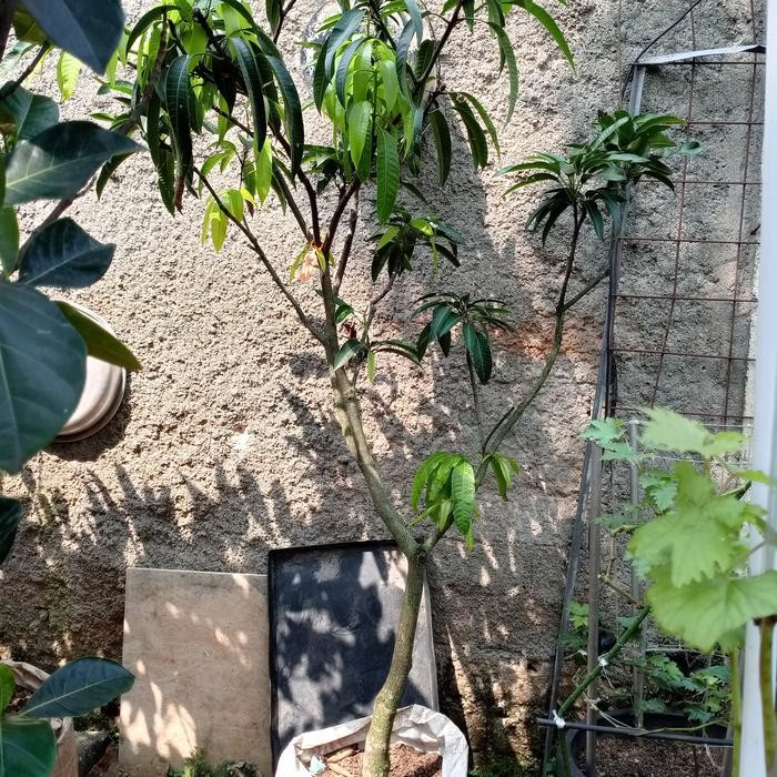 pohon mangga miyazaki siap berbuah