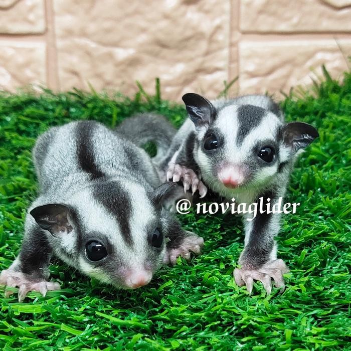 sugar glider joey classic grey