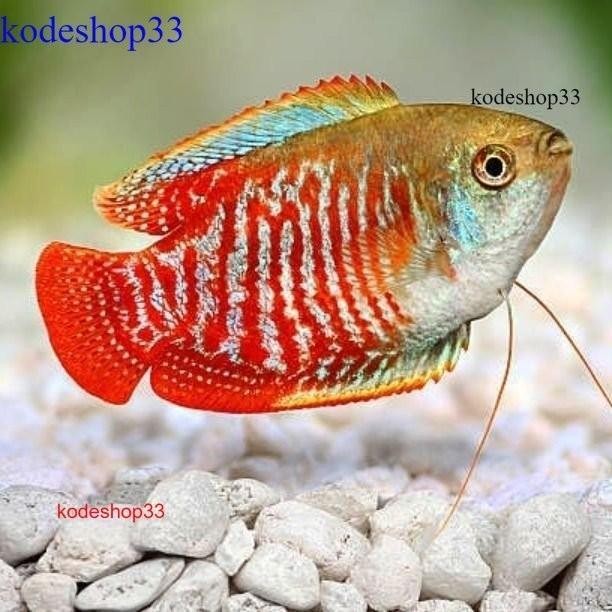 (Allthebest) Dwarf Gourami / Sepat Ralis / ikan hias aquascape tankmate