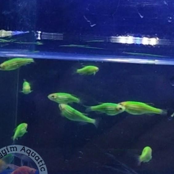 (Allthebest) Ikan Zebra Danio Hijau Pink Violet Biru Green Apple Aquascape