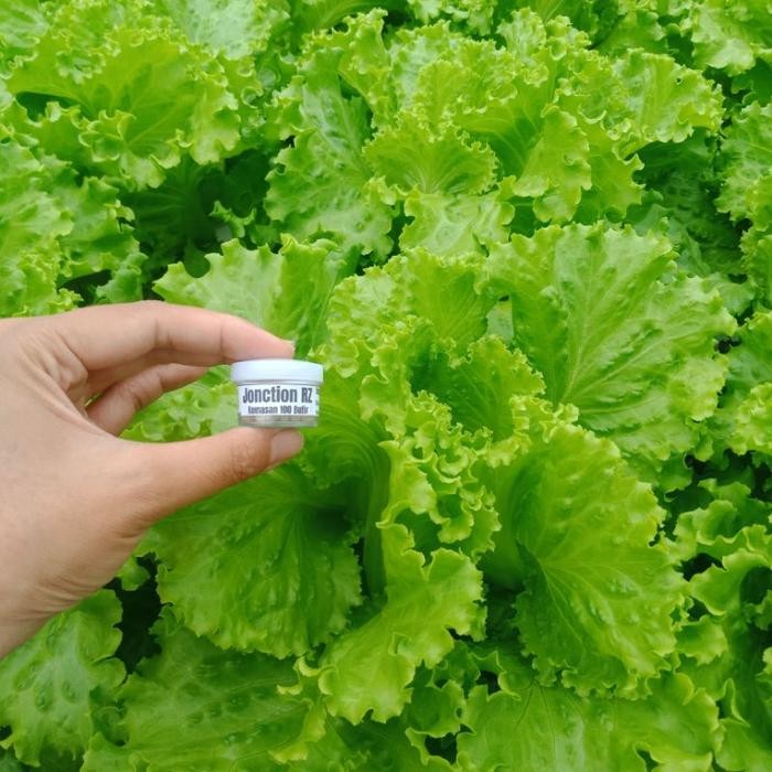 (Allthebest) Benih Selada RZ Jonction RZ Junction 100 Butir / Pills Bibit Selada RZ Flo Hidroponik