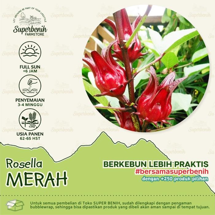 (Allthebest) 20 Biji - Benih Rosella MERAH dan Rosella UNGU, bunga lebat, mudah ditanam