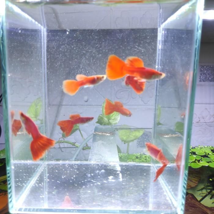 (Allthebest) Ikan Hias Guppy Albino Full Red/Guppy AFR