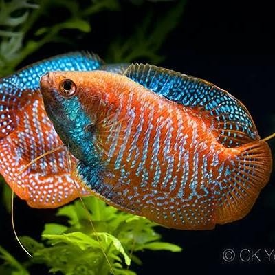 (Allthebest) Ikan alius, ikan dwarf Gourami, gurami hias kecil untuk Aquascape