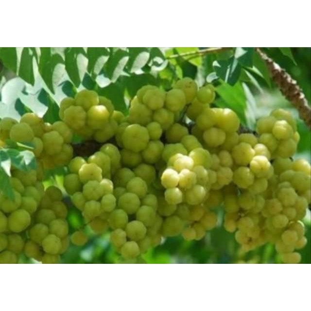 

DISKON BUAH CAREMAI SEGAR CEREMAI CAREME CREMAI CERMAI TERMURAH READY STOCK