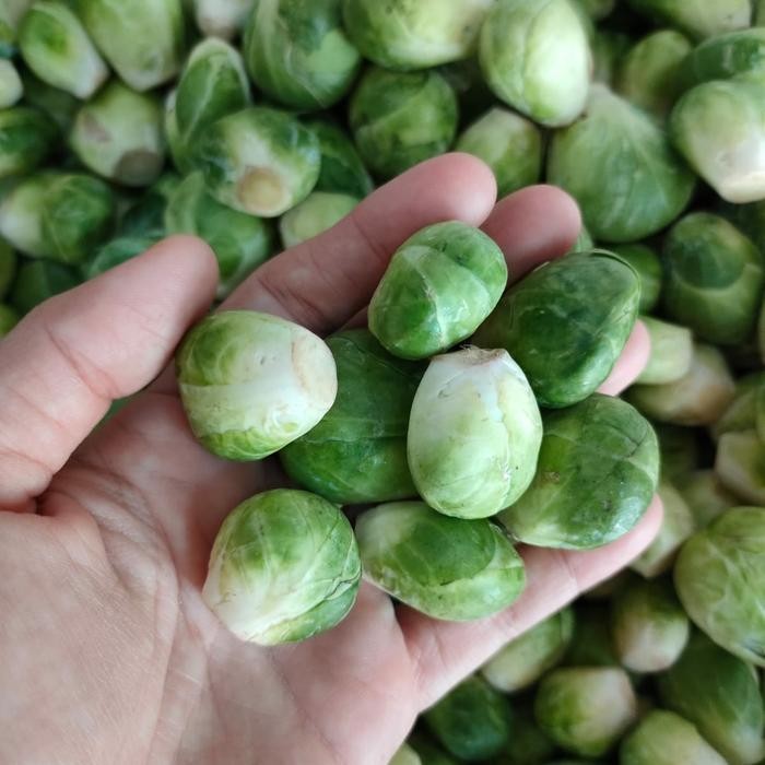 

ASLI brussels sprout - 500g READY STOCK
