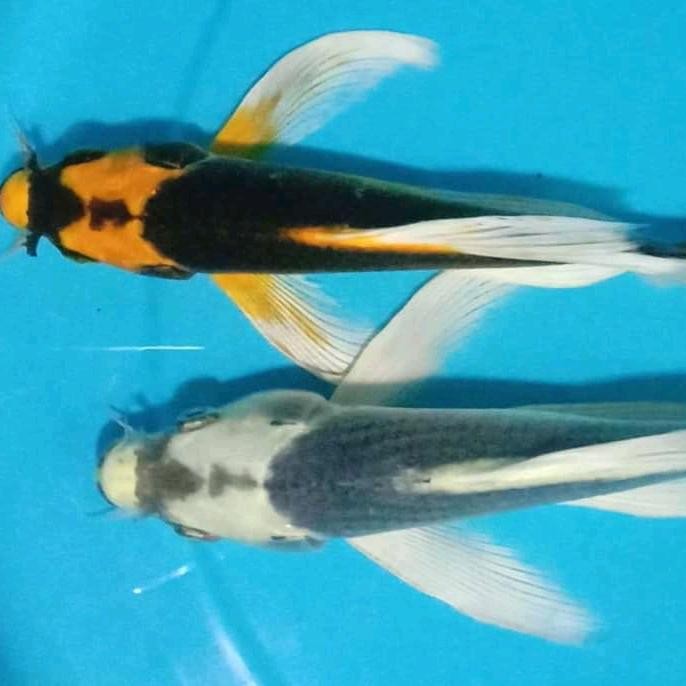 TERSEDIA IKAN KOI KABUTO SLAYER DOMAS 10CM PAKET 2 EKOR