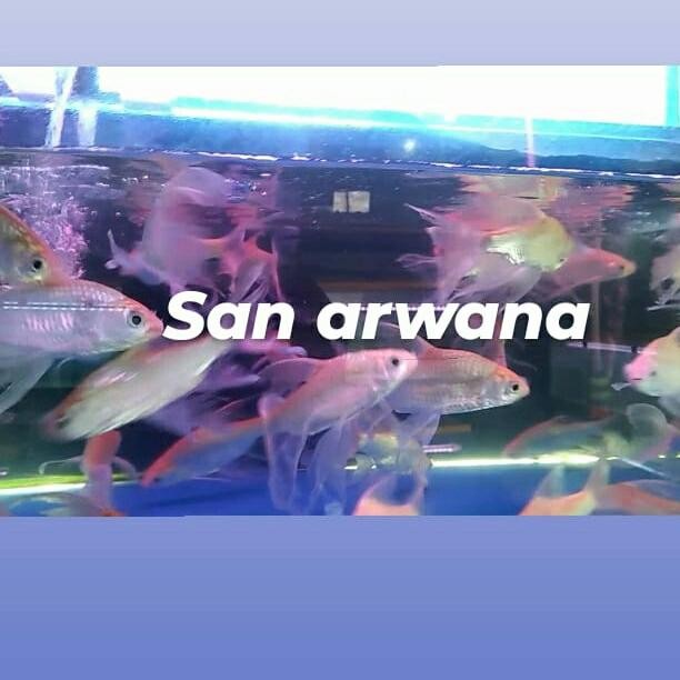 Kaviat Albino Slayer Kapiat Kumpai Tankmate