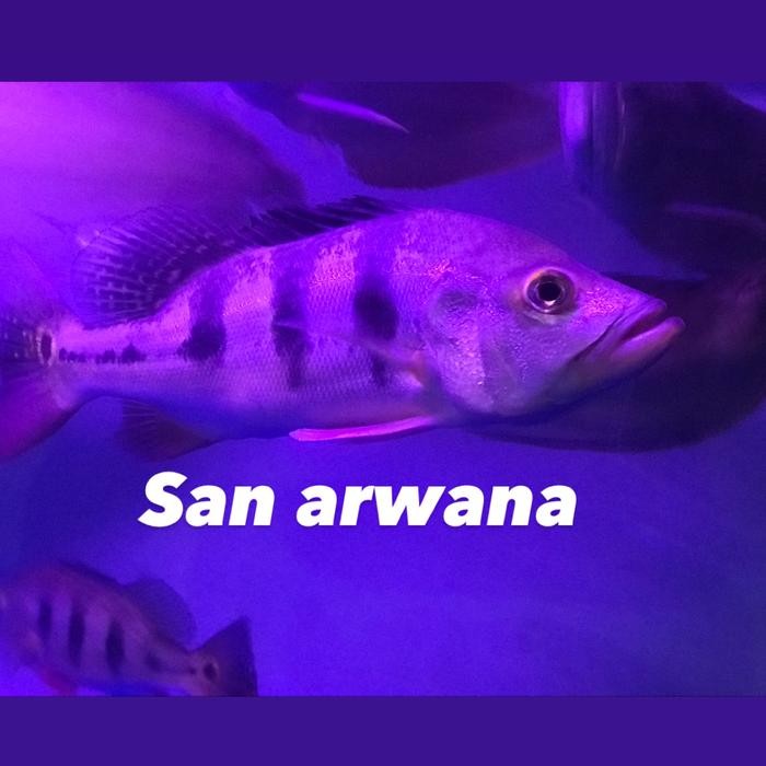 Ikan Pbass Mono Peacock Bass Mono Tankmate