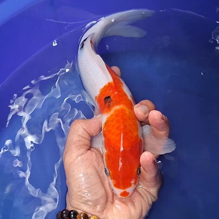 Ikan Koi Blitar Jenis Sanke / Rumah Koi Jakarta / Kode 0026