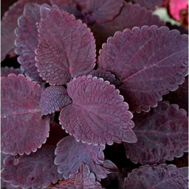 

Daun iler jawer kotok perlembar siap petik per lembar