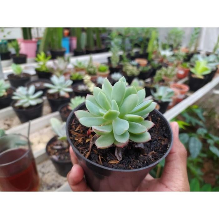 Media Tanam Kaktus dan Sukulen Geek Farmer