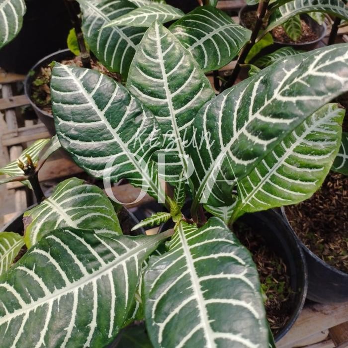 FLOWER BIBIT TANAMAN HIAS APHELANDRA HIJAU / DAUN ZEBRA