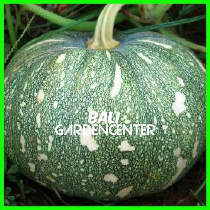 BENIH BIJI LABU WALUH - LABU WALUH KUNING