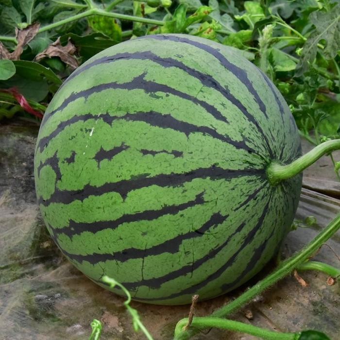 80 BIJI BENIH SEMANGKA SUPER / BIBIT SEMANGKA SINDORO F1