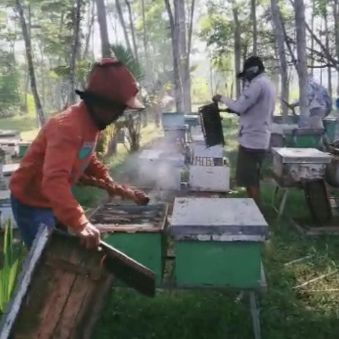 

MADU ASLI NEKTAR BUNGA KALIANDRA ISI BERSIH 1KG - MADU ASLI KUNING CERAH AROMA KHAS TERUJI