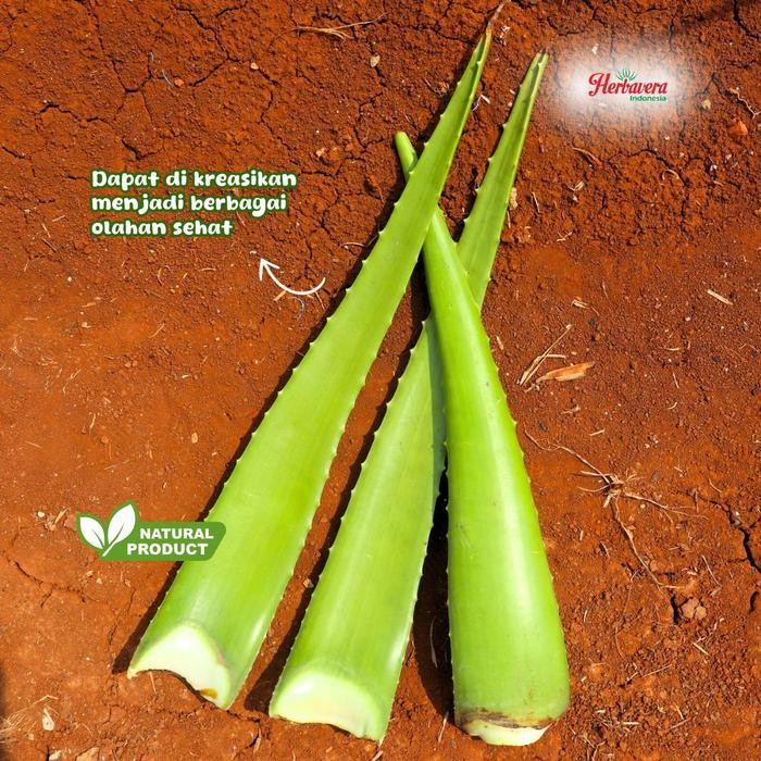 

ALOEVERA PELEPAH LIDAH BUAYA JUMBO HERBAVERA