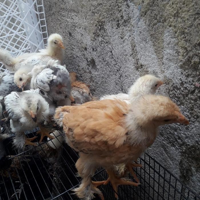 Ayam Brahma - Ayam Hias - Ayam India