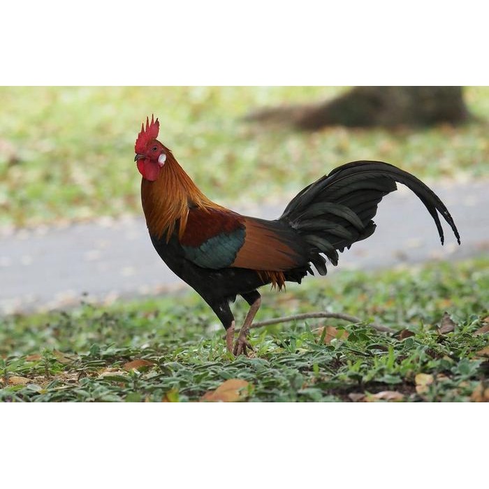 jerat ayam hutan / jebakan ayam hutan model tancap isi 25 mata murah