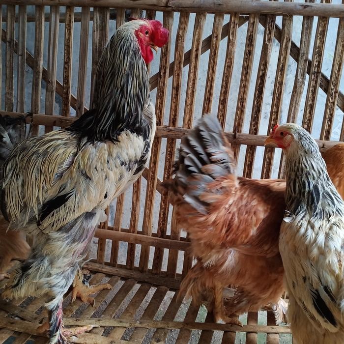 Harga  Ayam Brahma Indukan sepasang