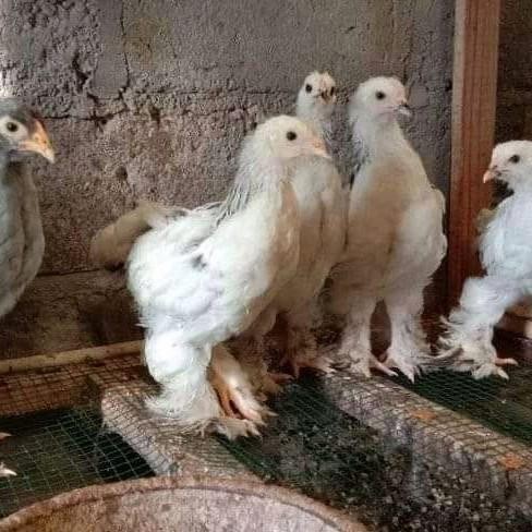 SALE Ayam Brahma Asli