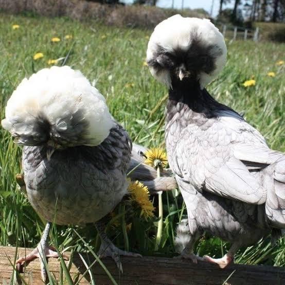 Ayam polandia ayam jambul ayam polan