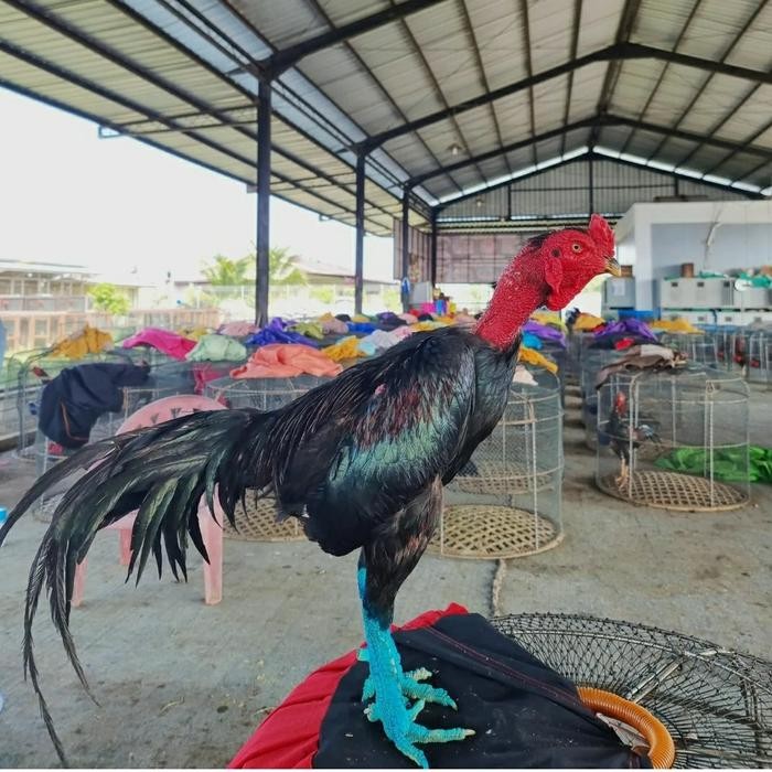 OBAT AYAM CYCLO SPRAY THAILAND OBAT PENGERING LUKA BUBUL GANTUNG