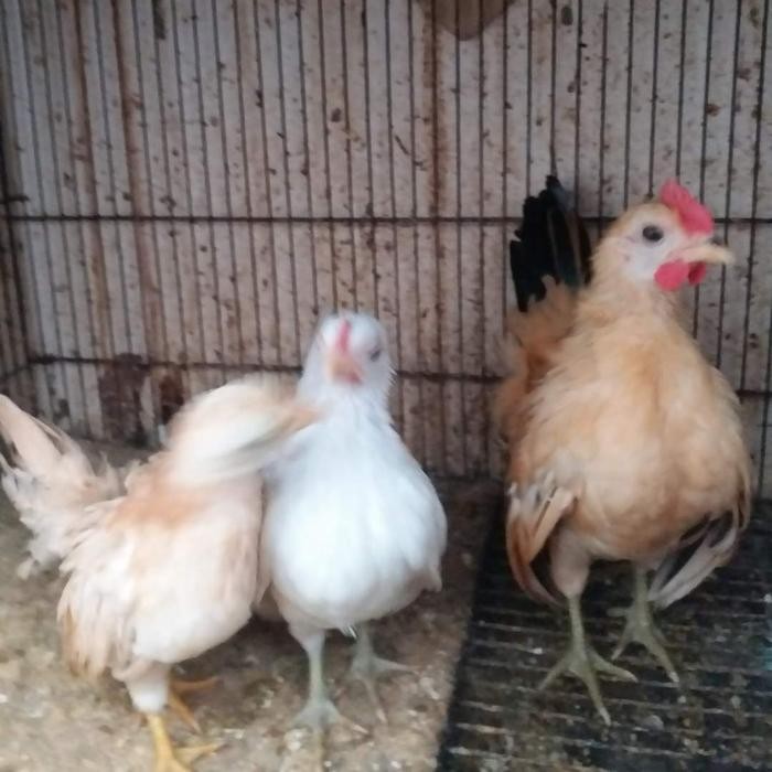 Ayam Serama Remaja Sepasang Jantan dan Betina