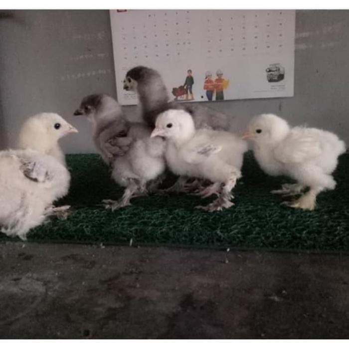 Anak Ayam Hias Batam Cochin