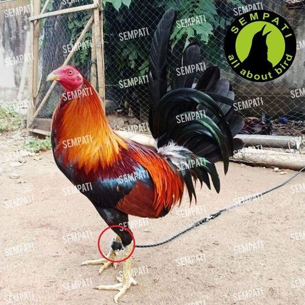 Tali Kaki Ayam Tali Tambat Tali Umbaran Kaki Ayam Jago Bangkok Jantan Petarung Aduan Hutan Tali