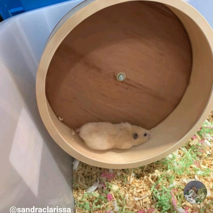 Asli Mainan Hamster Kincir Roda Wheel Latihan Hamster Diameter 30Cm