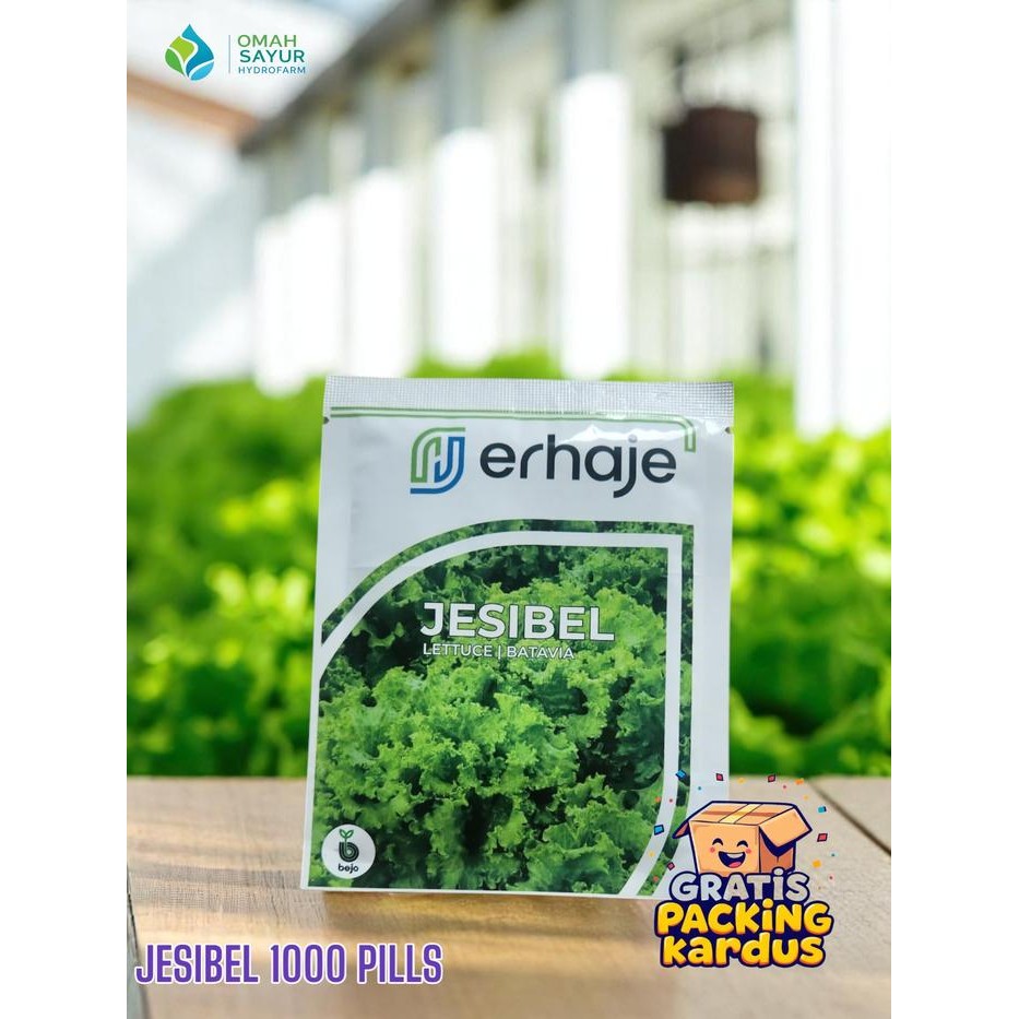 [1000 Pills] Benih Selada Bejo JESIBEL Benih Lettuce Batavia By Bejo Seeds