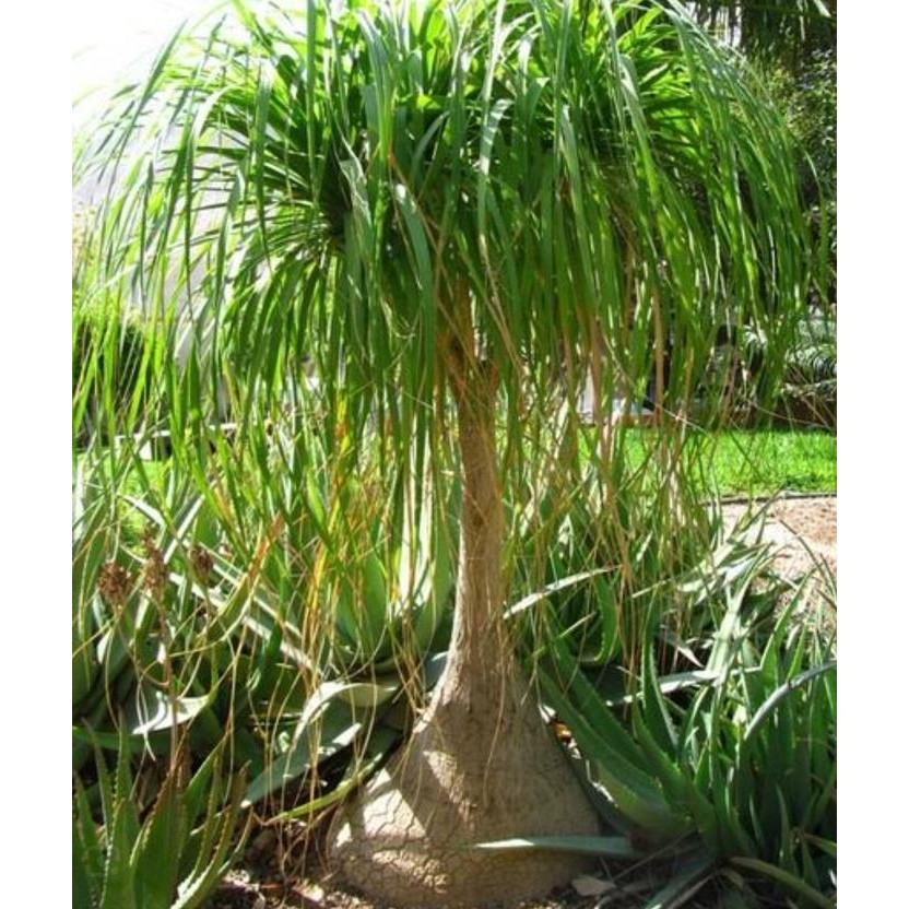 Bibit Tanaman Palem Nolina