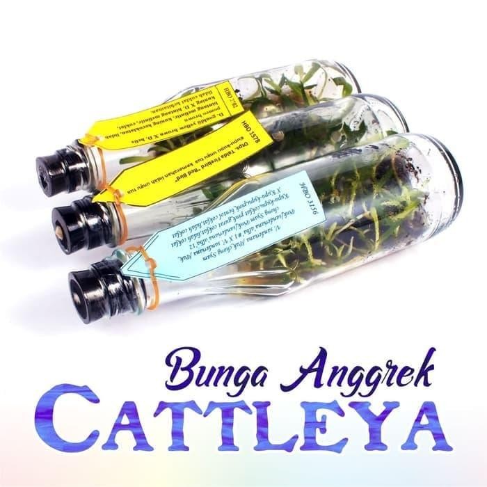 Bibit Bunga Anggrek CATTLEYA Anggrek Botol