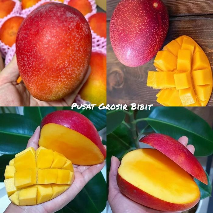 Bibit Mangga Miyazaki Tinggi 1 Meter Up Batang Besar