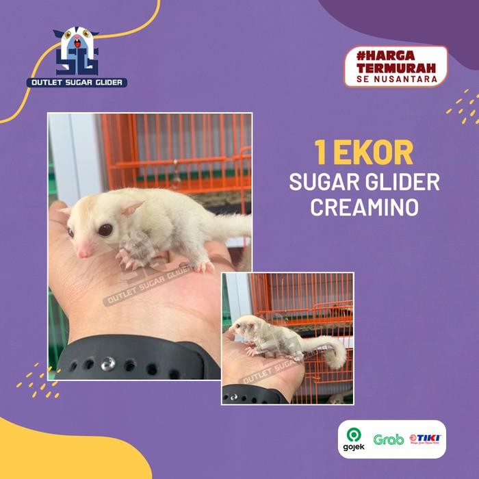 tersedia sugar glider creamino joey bayi hewan jinak eksotis