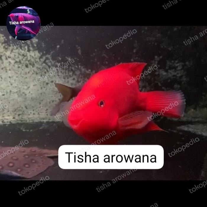 Siap Kirim Kingkong Parrot Fish No Tail - Ikan Perot Tankmate Impor