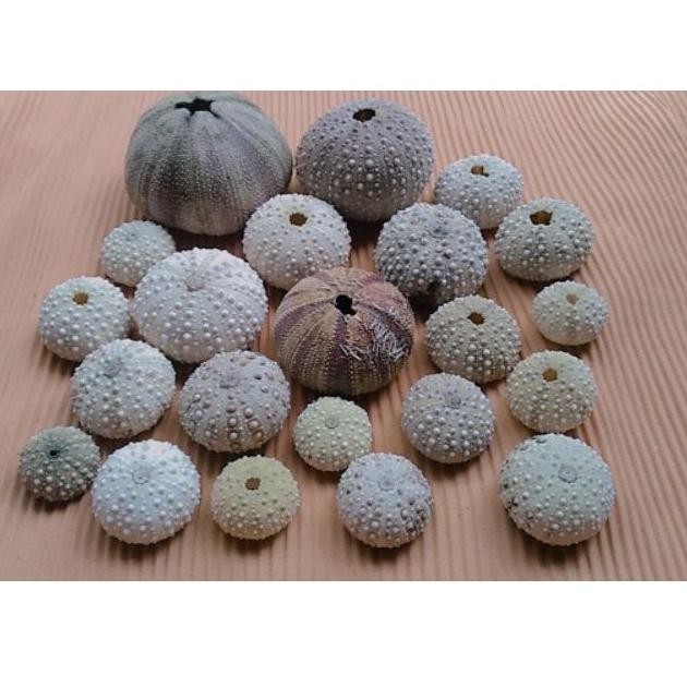 Siap Kirim Fish Gibiceps Pleco L083 Hias