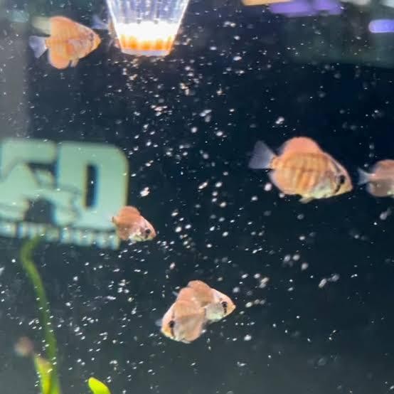 Siap Kirim Baby Discus - Ikan Hias Air Tawar Aquascape