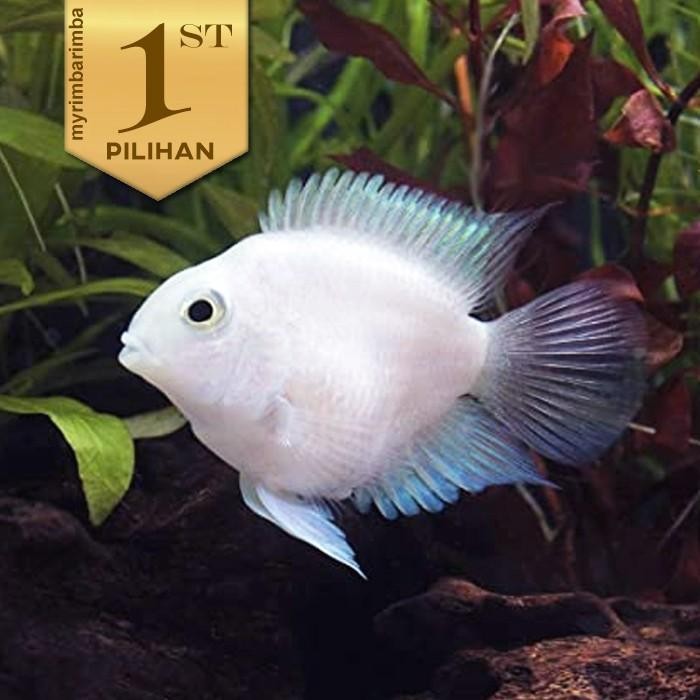 Siap Kirim Paket Koloni (10 pcs) Platinum Polar - Ikan Hias Parrot Putih Aquarium
