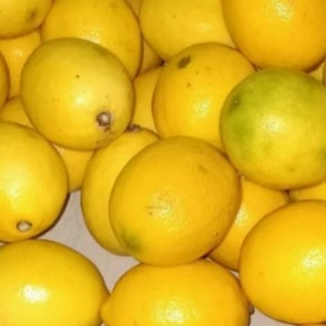 

NATURE- Jeruk Lemon California Fresh 1 Kg