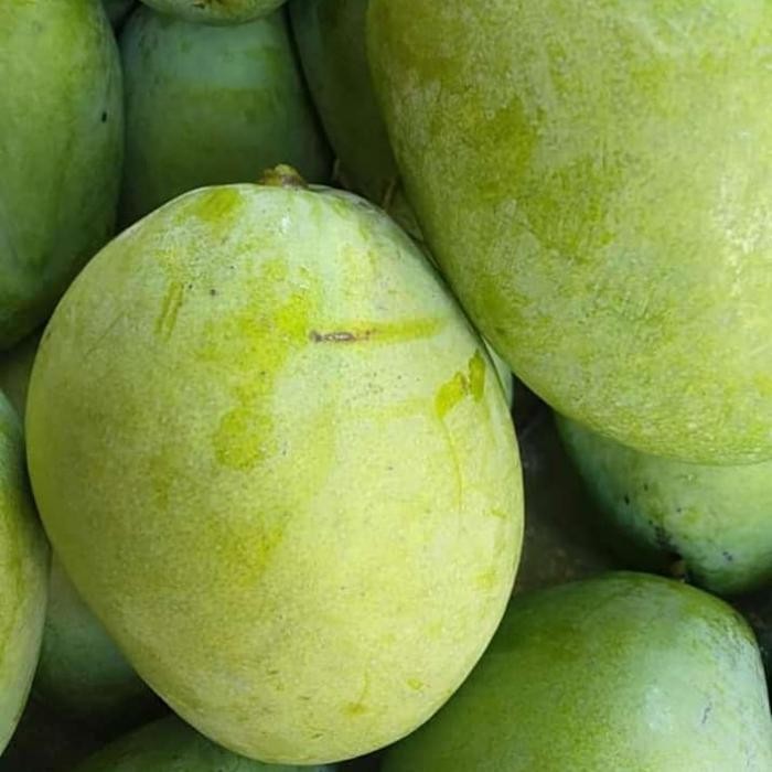 

NATURE- Buah Mangga Indramayu Super 1 Kg