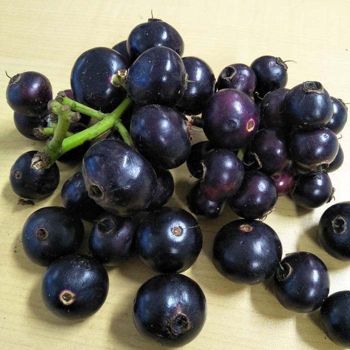 

NATURE- Buah Gowok Gohok Buah Kupa Fresh 1Kg