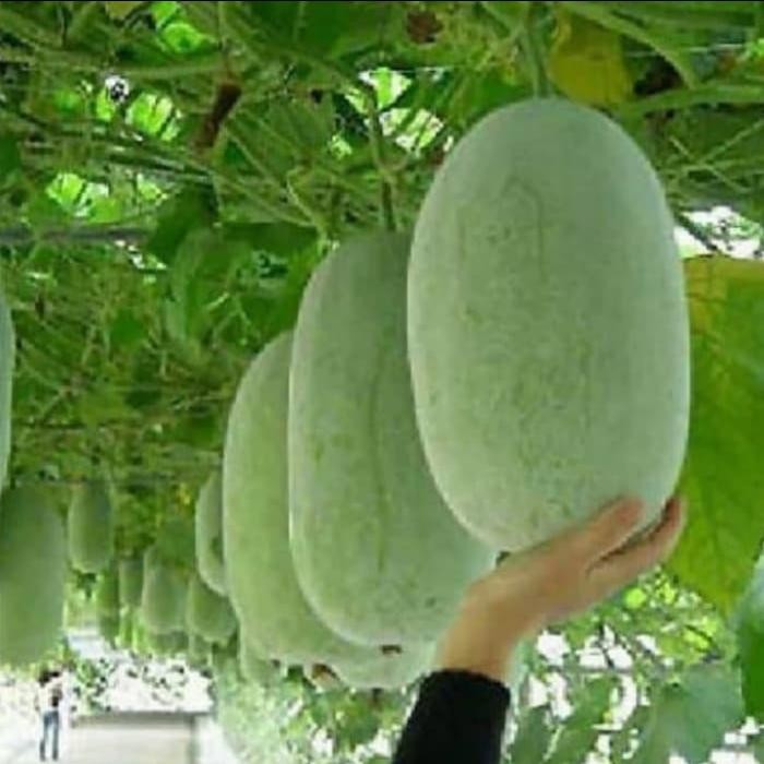 

NATURE- Buah Bligo / Buah Kundur 3Kg - Buah Bligo / Kundur Fresh