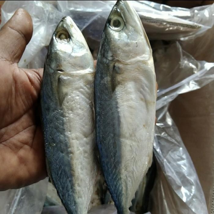 

Siap Kirim Ikan Asin Peda Putih Super 500gr - Siap Masak Shopee