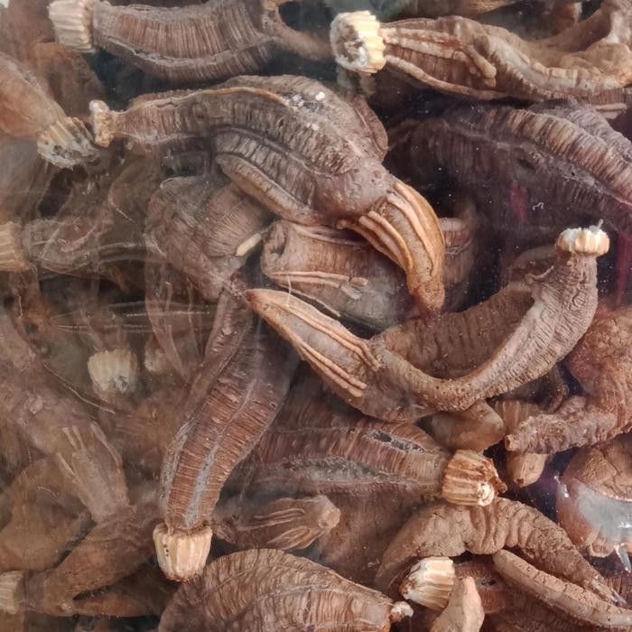 TERMURAH TERIPANG MENTAH READY STOCK